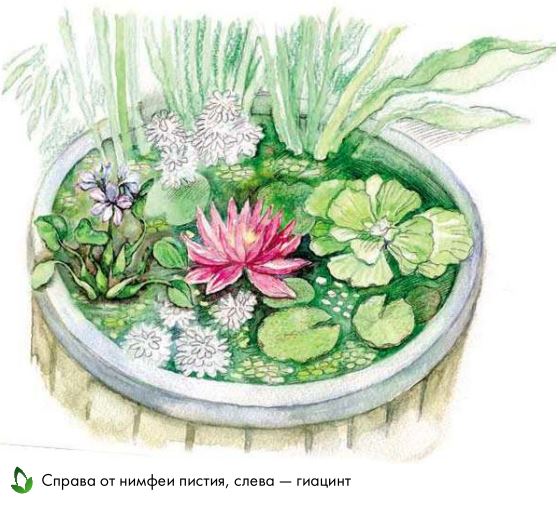 Глубоководные растения и растения, плавающие на поверхности